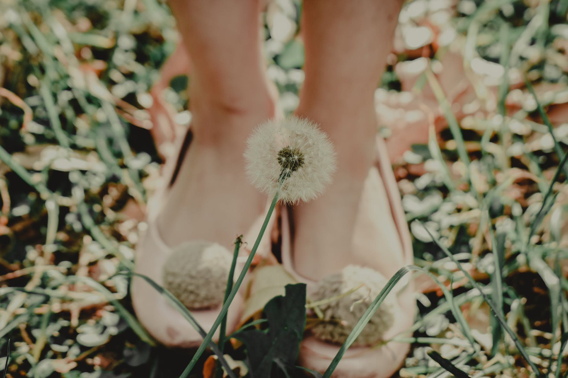 shallow focus photography of dandelion